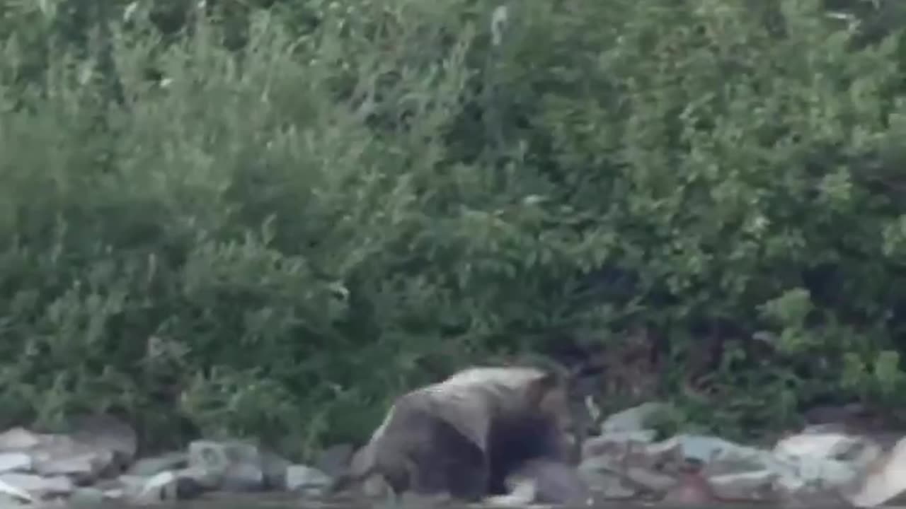 Bear Wrecks Moose At Outdoor Wedding