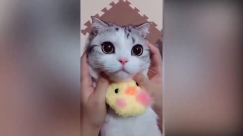 Cute cat very nice fanny video | and good trending videos