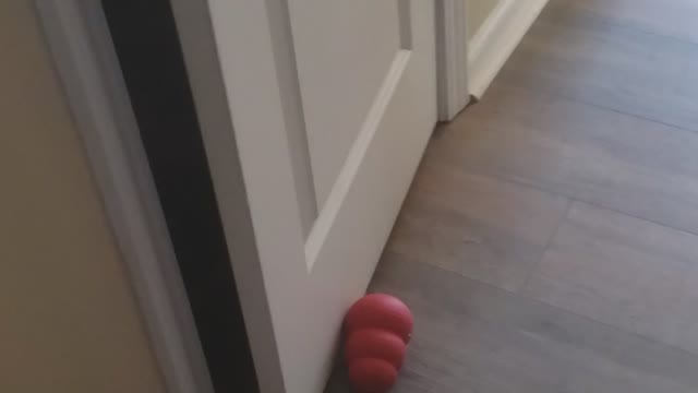 Dog Blocks Mom with Toy