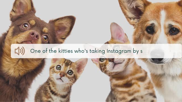 One of the kitties who's taking Instagram by storm is Chaco