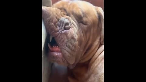 Funny Dog Videos 2022🤣 Dog Fails Compilation 2022