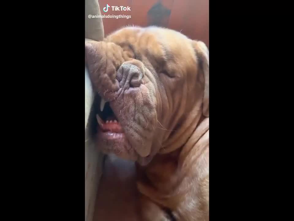 Funny Dog Videos 2022🤣 Dog Fails Compilation 2022