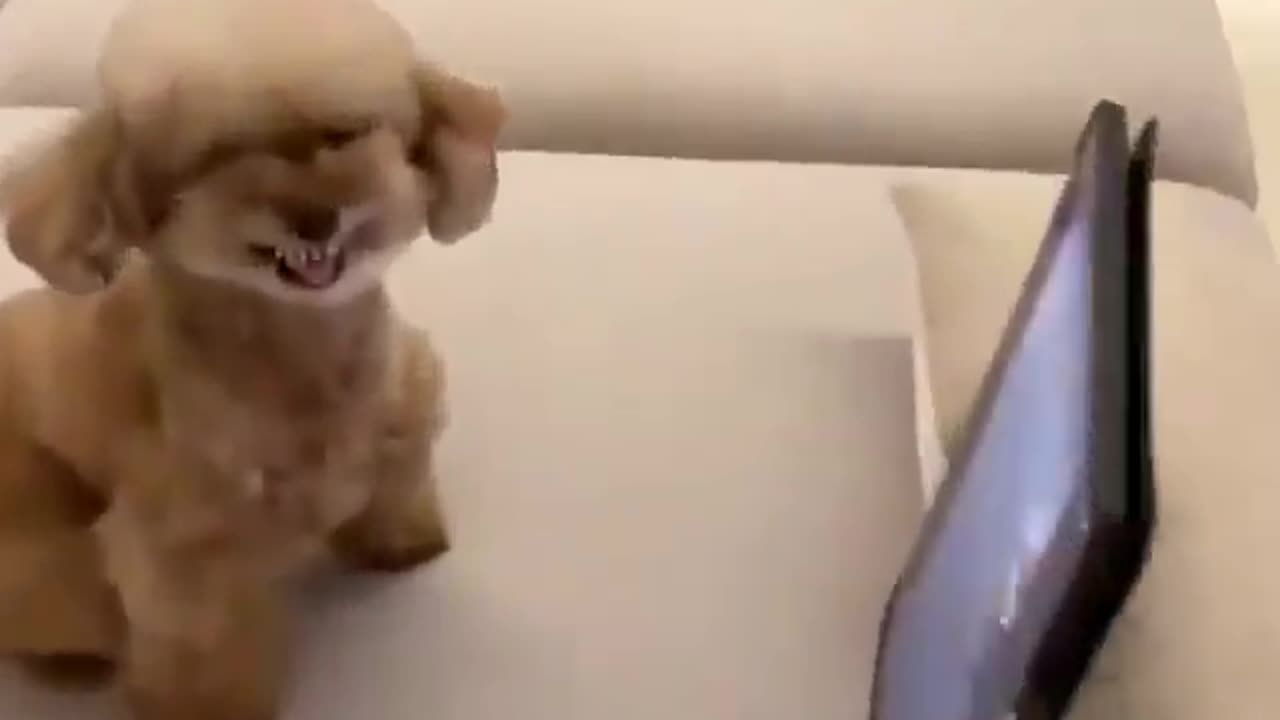 Fear Of dog