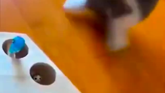 Cute and Funny Cat Videos_[49]_#shorts Beautiful Short amazing