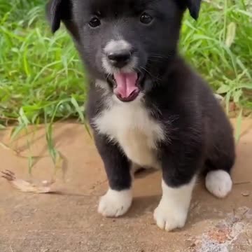 Two cute puppy playing with each other funny video