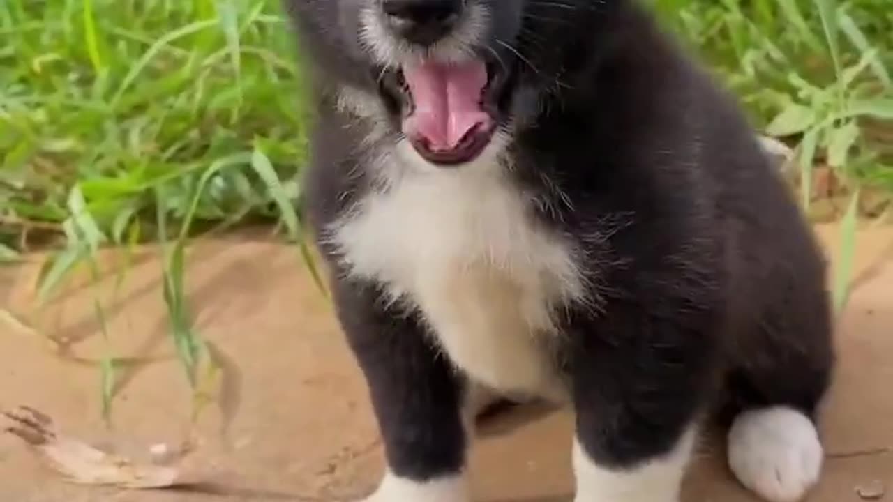 Two cute puppy playing with each other funny video