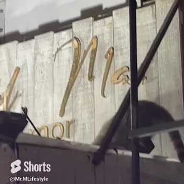 A Giant Raccoon In Playa Del Carmen