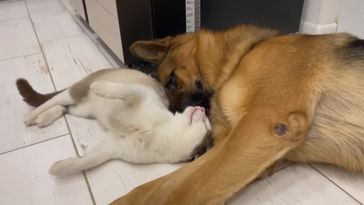 The German Shepherd is the Best Friend for Cats