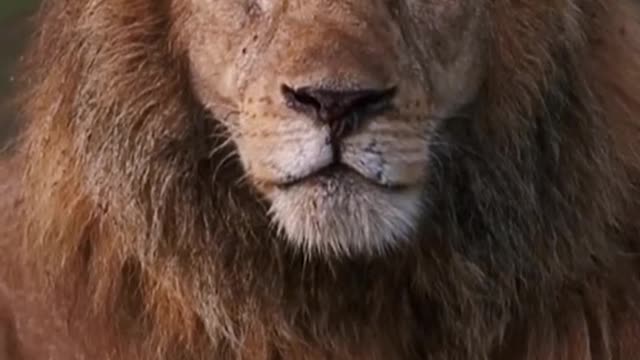 The lion