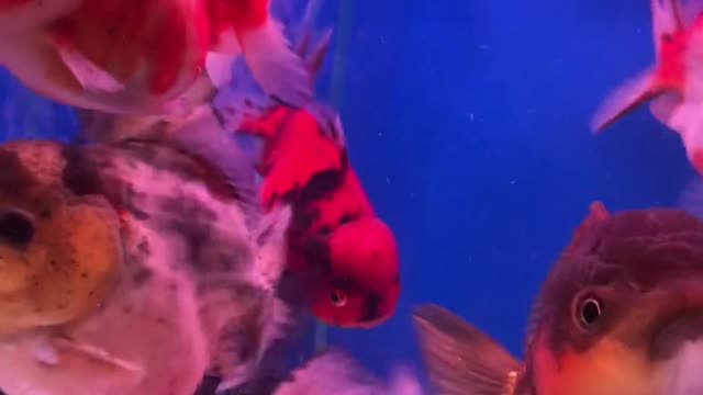 Beautiful fish video Indian fish and Nepali fish🇳🇵🇳🇵