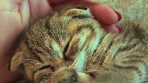 Cute kitten