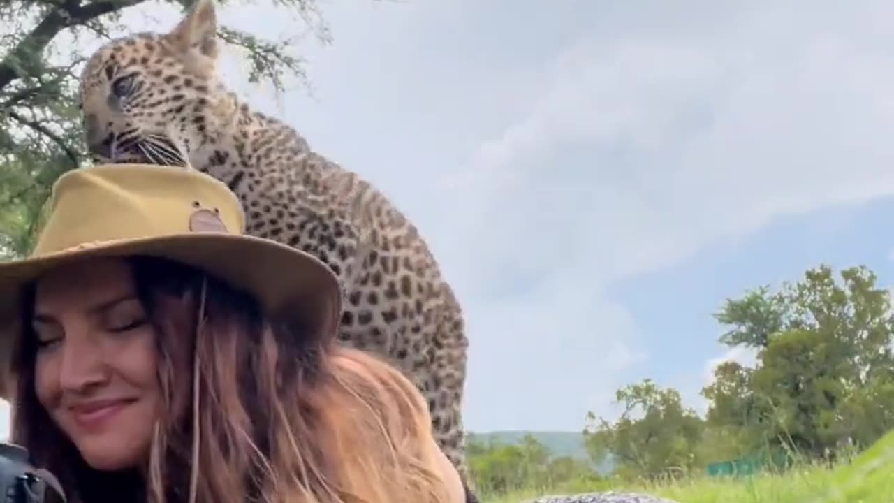 Baby leopard