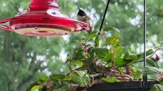 Hummingbird resting at the feeder.
