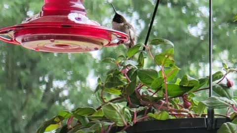 Hummingbird resting at the feeder.