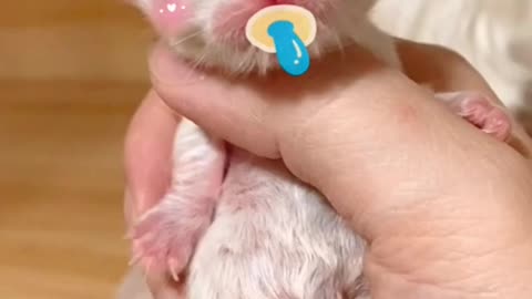 An one-day-old kitten,will smile at you too!