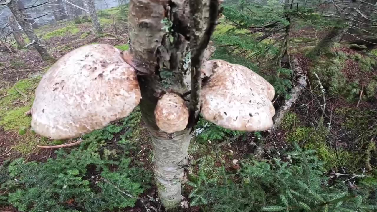 Mushrooms