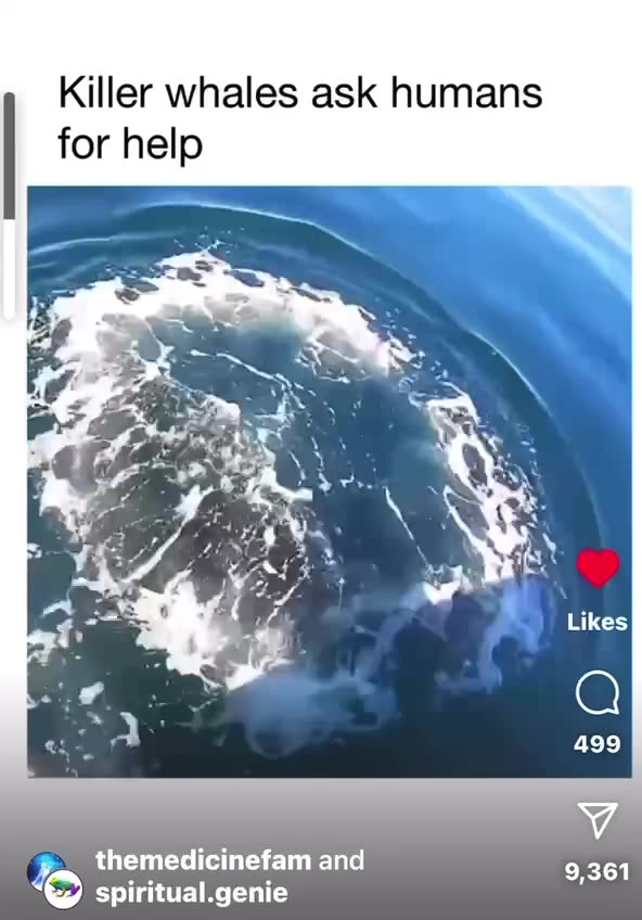 Killer Whales Ask Humans for Help