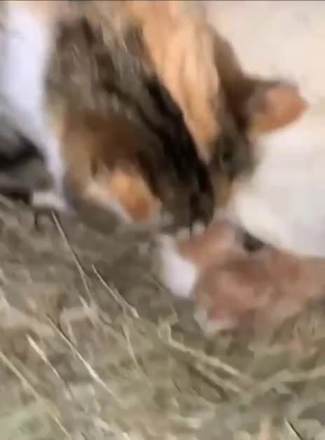 Chicken loves the kittens as her own 😍😍