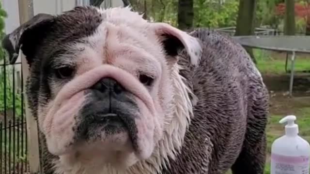 Giving the dog a bath, the last one felt it was cold