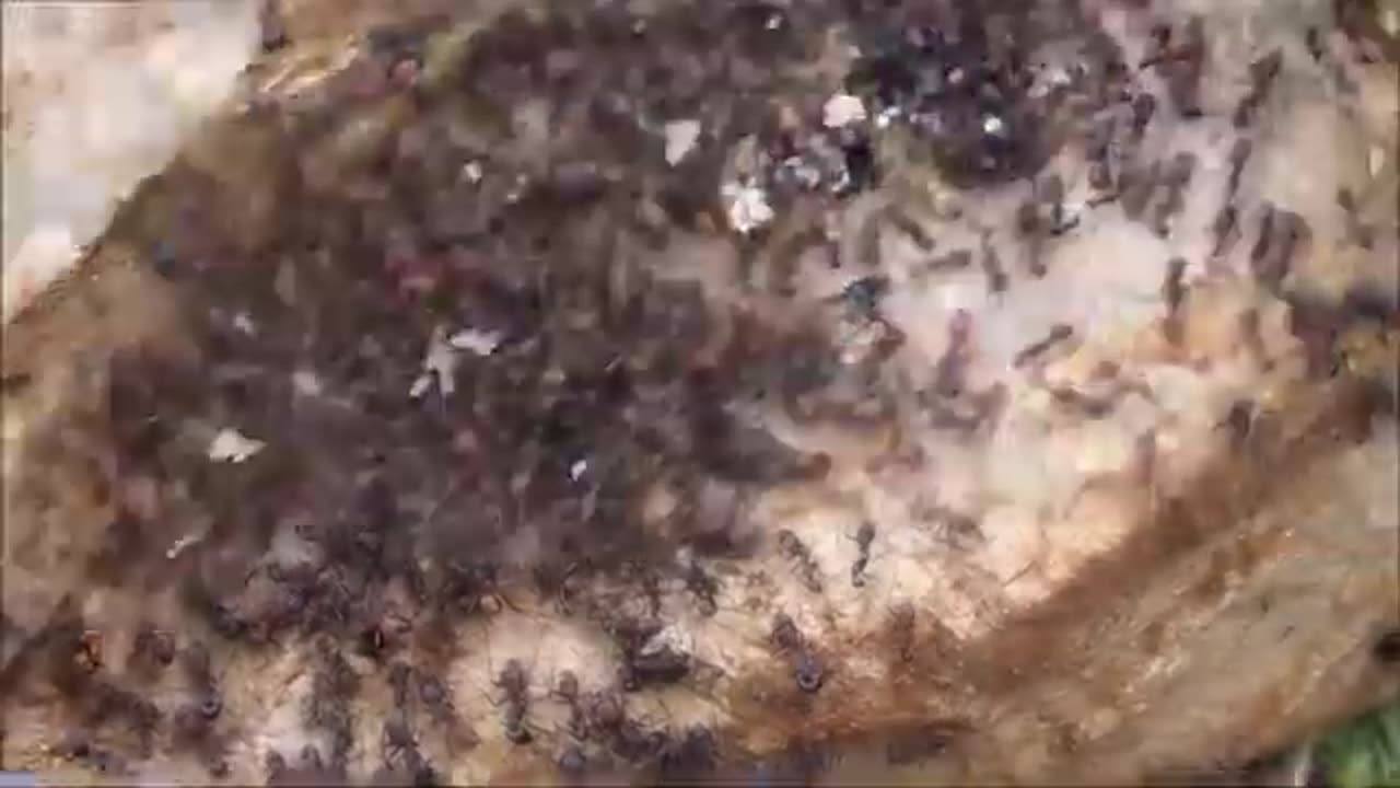 The wildlife of Southern Spain