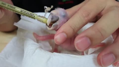 How baby macaw grows up | From the hatch until the eyes opened