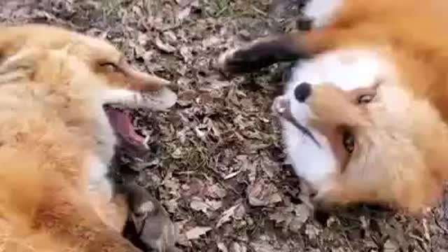 Foxes laughting