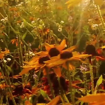 Find Your Calm: Discover How Relaxing This is! Volume 62v2