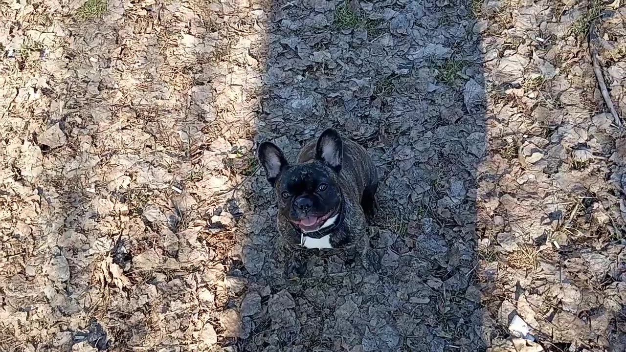 Французский бульдог Альма . Весенняя прогулка