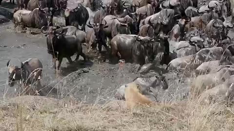 Hyena seat front of wildebeest