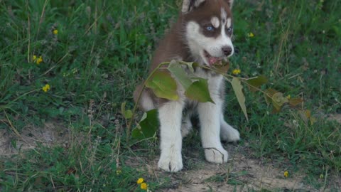 The angry and cute puppy