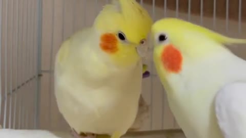 I'm singing for you honey 🐦🐦💓💓