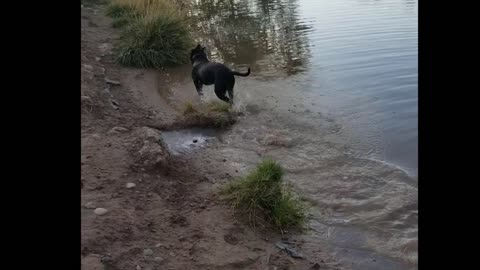 Puppy who loved the water