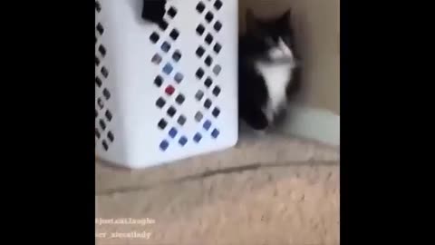 Dogs& cats funny memes😻😻😻😻😼😼😼😽