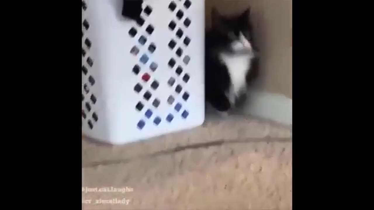 Dogs& cats funny memes๐ป๐ป๐ป๐ป๐ผ๐ผ๐ผ๐ฝ