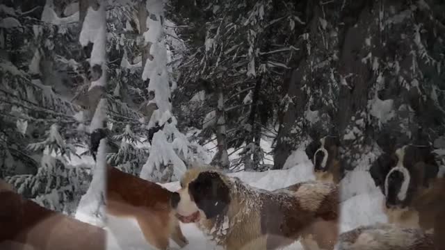 all the dogs having fun on the snow