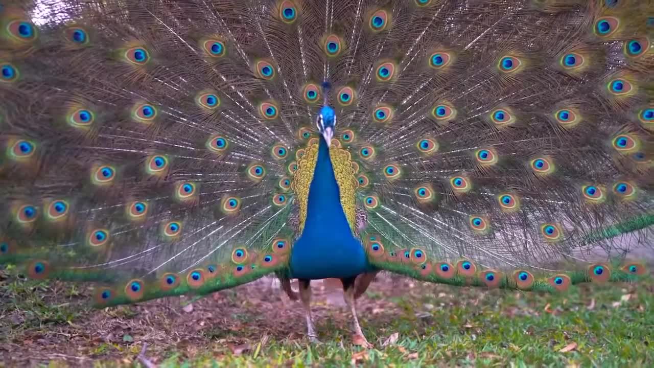 Beutyfull Peacock