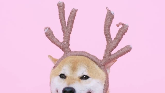 Cute Dog With Antlers Headband