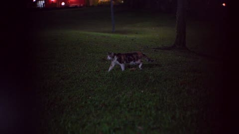 Cat Hunting in Night *-*