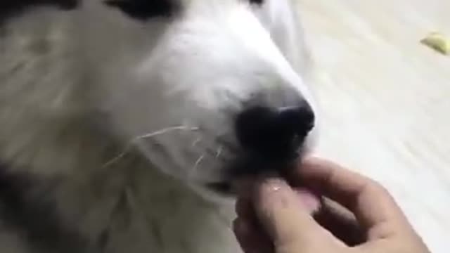 funny dog