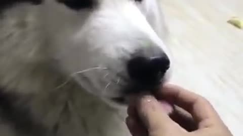 funny dog