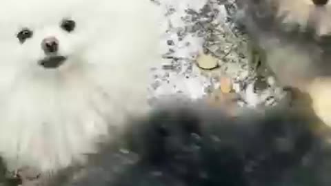 Lovely puppy😍