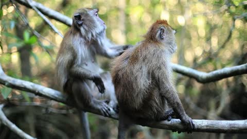 Gorilla monkeys at a safari park