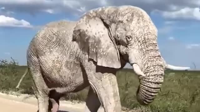 Elephant