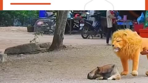 Hilarious Troll Prank: Dog's Reactions to Fake Lion, Fake Tiger, and Massive Box Pranks
