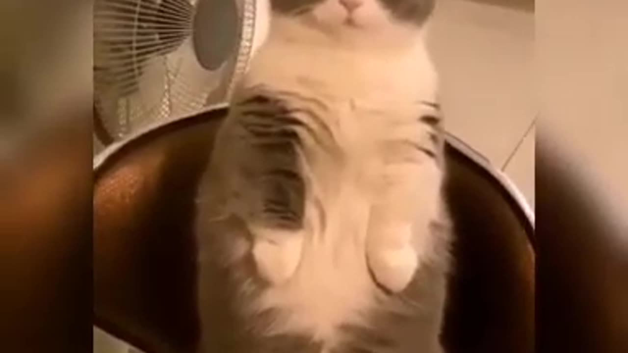 Baby Cats - Cute and Funny Cat Videos Compilation 🐱 Part 53