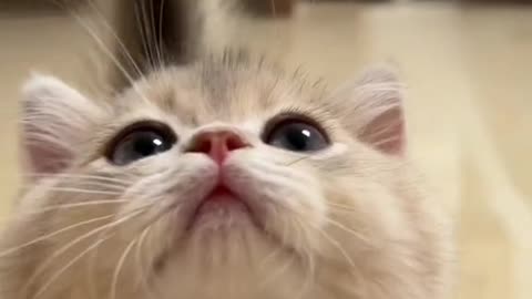 Cat videos