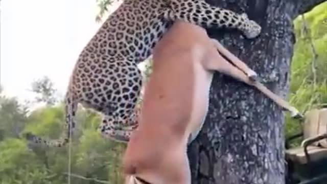 A Leopard Hoists an Impala up a Tree