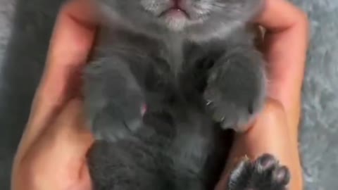 Such a cute baby cat needs a thumbs up!!