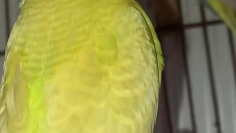 Beautiful pet budgie