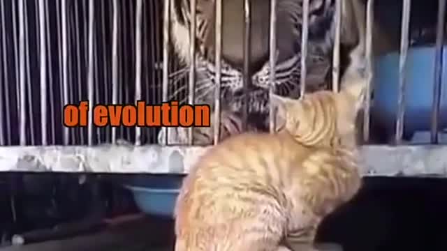Cats